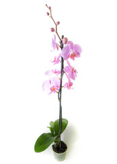 Fototapeta na wymiar pink orchid isolated on white