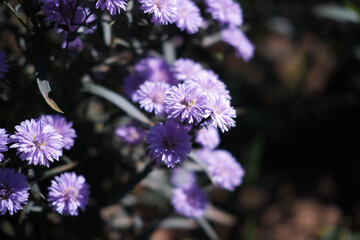 Close-up of Purple margaret flowers is blooming in the garden with sunlight. Violet margaret...