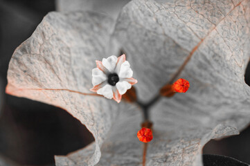 Fotograf&iacute;a macro de una flor de bugambilia