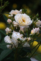bunch of roses