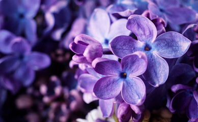 Fototapeta na wymiar Beautiful purple lilac flowers. Macro photo of lilac spring flowers.