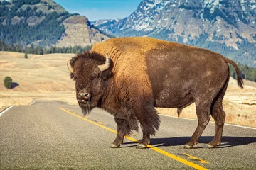  Amerikaanse bizon die alleen staat in het midden van de weg in het Yellowstone-park met berg in backgorund. © Alexlekky