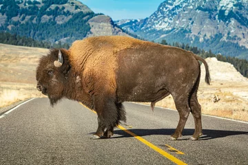 Muurstickers Amerikaanse bizon die alleen staat in het midden van de weg in het Yellowstone-park met berg in backgorund. © Alexlekky