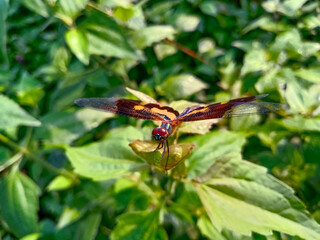 Close up of dragon fly. Blur background.