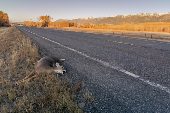 Deer carcass got hit by car  beside the road. 