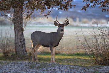 Deer standing in the garden looking straight at camera with blur background.