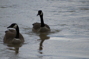 Fototapeta premium The Canada goose is a large wild goose species with a black head and neck, white cheeks, white under its chin, and a brown body. Native to arctic and temperate regions of North America.