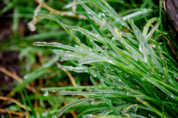 Beautiful landscape of the morning at sunrise. Green Grass Background Rain Drops Grass Texture.Morning dew on green grass close-up. Dew drops on the grass close up