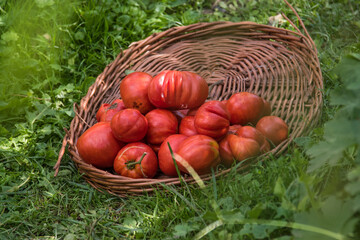 Red organic tomatoes in the basket on the green grass - obrazy, fototapety, plakaty