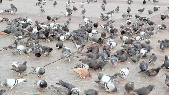 Lots of grey city pigeons, feral doves eating bread crumbs. Biker, cyclist coming through on his bike. Large number of common town birds feeding on breadcrumbs on the ground, closeup