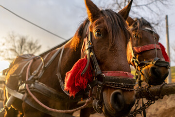 Obraz premium horse carriage in the mountains of Romania