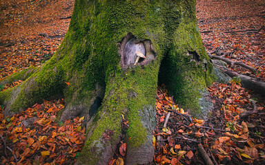 autumn mushroom near a tree