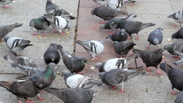 Lots of grey city pigeons, feral doves eating bread crumbs. Large number of common town birds feeding on breadcrumbs on the street, closeup