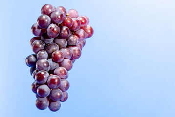 Bunch of grape (Vitis labrusca) of variant Niagara on blue background