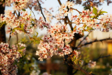 Spring plum blossom