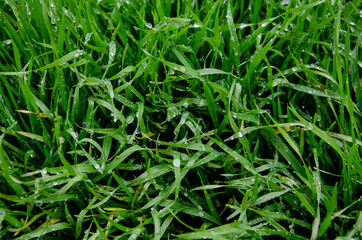 Dew on the grass close-up. Raindrops on green grass close-up. Morning dew on a green meadow. Beautiful landscape of the morning at sunrise. Green Grass Background Rain Drops Grass Texture