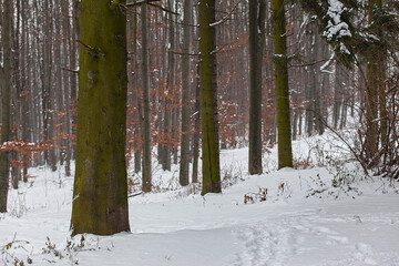 trunks of fir trees on the background of the winter forest