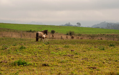 Rural scene of a horse cub suckling and feeding on its mother