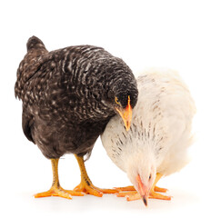 Two young hens isolated.