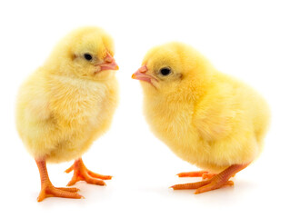 Two yellow chicken.