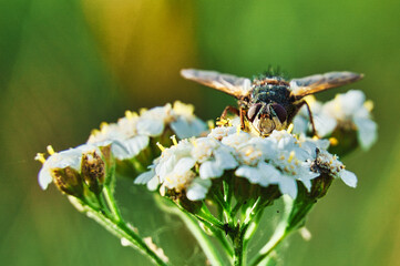 bee on a flower