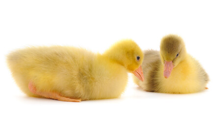 Two little gosling.