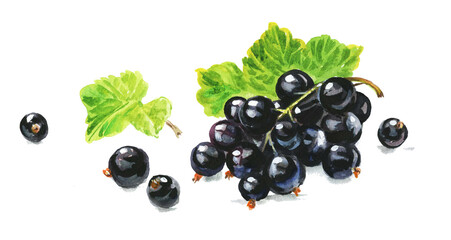 black currant painted in watercolor