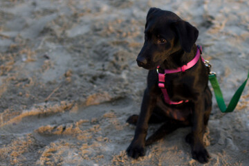 Cucciolo, cane piccolo nero