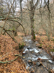 stream in the forest
