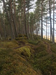 forest in the morning