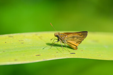 Beautiful butterfly resting on the flowers and leaves