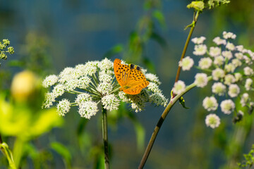 Beautiful butterfly resting on the flowers and leaves