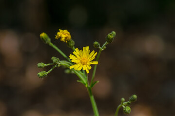 Yellow dandelion isolated macro