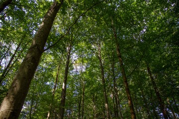 Foresta di alberi