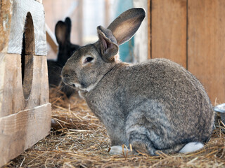 Rabbit in the rabbit enclosure. Portrait of an animal