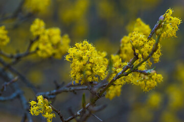 Tiny yellow flowers in the spring