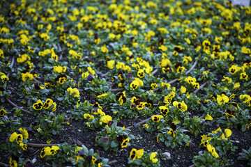 field of yellow flowers and an irrigation system
