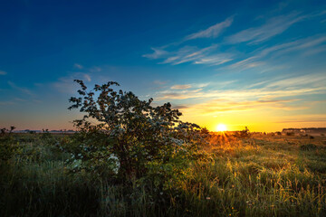 Beautiful summer sunrise in the field. Summer morning. Awakening of nature.