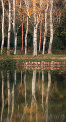 autumn trees on the lake reflection