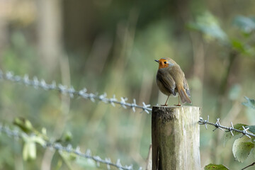 Robin standing on a wooden fence post