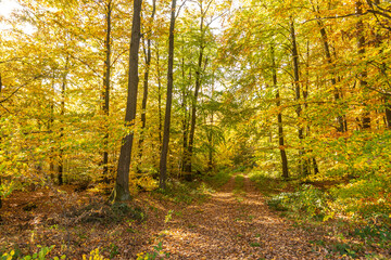 Obraz premium deciduous forest in autumn and colorful leafs