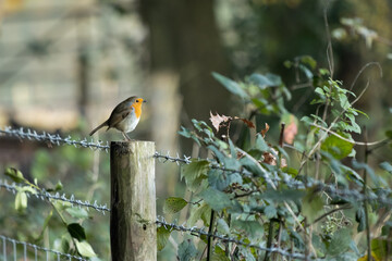 Robin standing on a wooden fence post