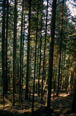 Obraz premium Epicéa commun, picea abies, Foret de Belbriette, 88, Vosges