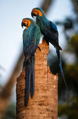 Ara bleu, nid,. Ara ararauna, Blue and yellow Macaw, Amazonie, Tambopata, Perou © JAG IMAGES