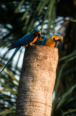 Ara bleu, nid,. Ara ararauna, Blue and yellow Macaw, Amazonie, Tambopata, Perou © JAG IMAGES