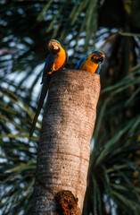 Ara bleu, nid,. Ara ararauna, Blue and yellow Macaw, Amazonie, Tambopata, Perou © JAG IMAGES