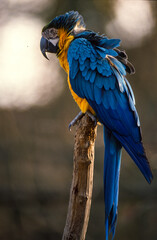 Ara bleu, nid,. Ara ararauna, Blue and yellow Macaw, Amazonie, Tambopata, Perou