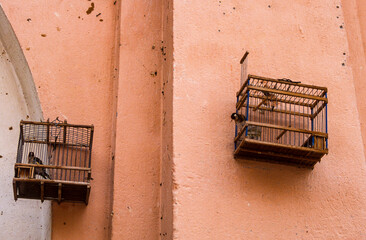 cage, trafic, Chardonneret élégant,.Carduelis carduelis, European Goldfinch