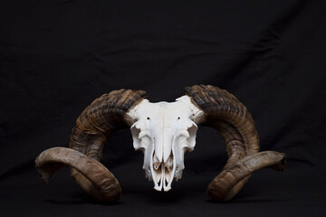 Ram skull - 393370197