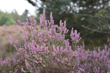 Obraz premium Purple Heather in bloom